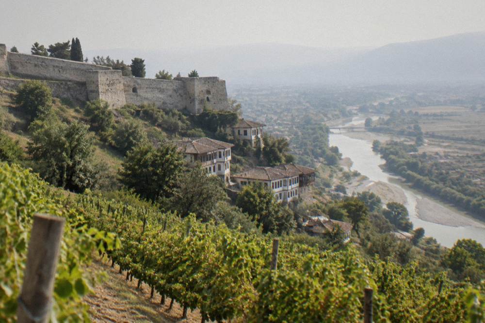 Vineyard rows on a hillside above the Osum valley near Berat
