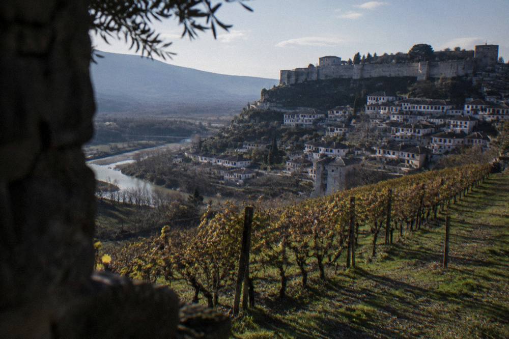 Vineyard rows on a hillside near Berat with the old town in the background